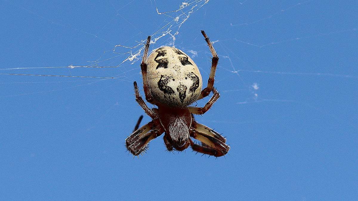 IMG_9721a