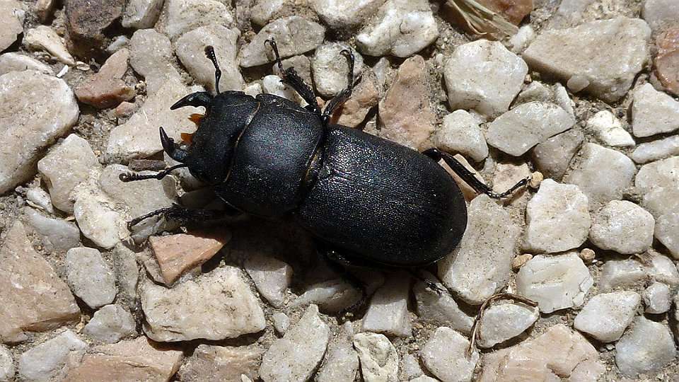 dorcus parallelipipedus