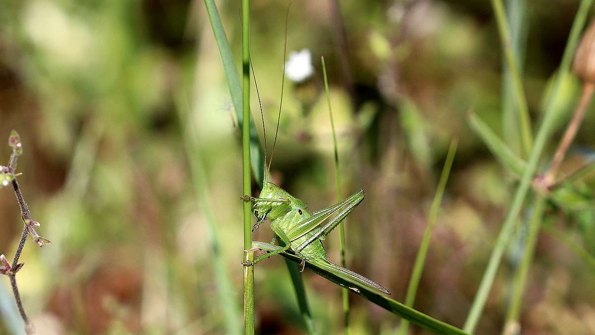 IMG_0044a