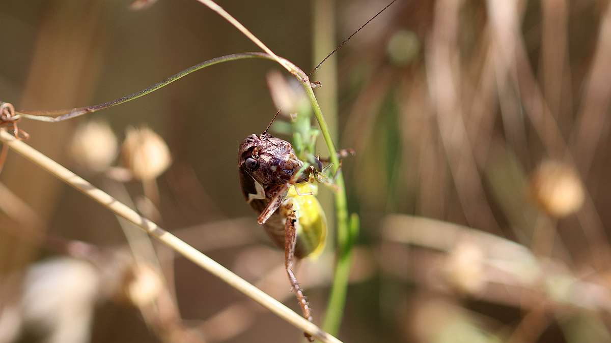 IMG_0111a