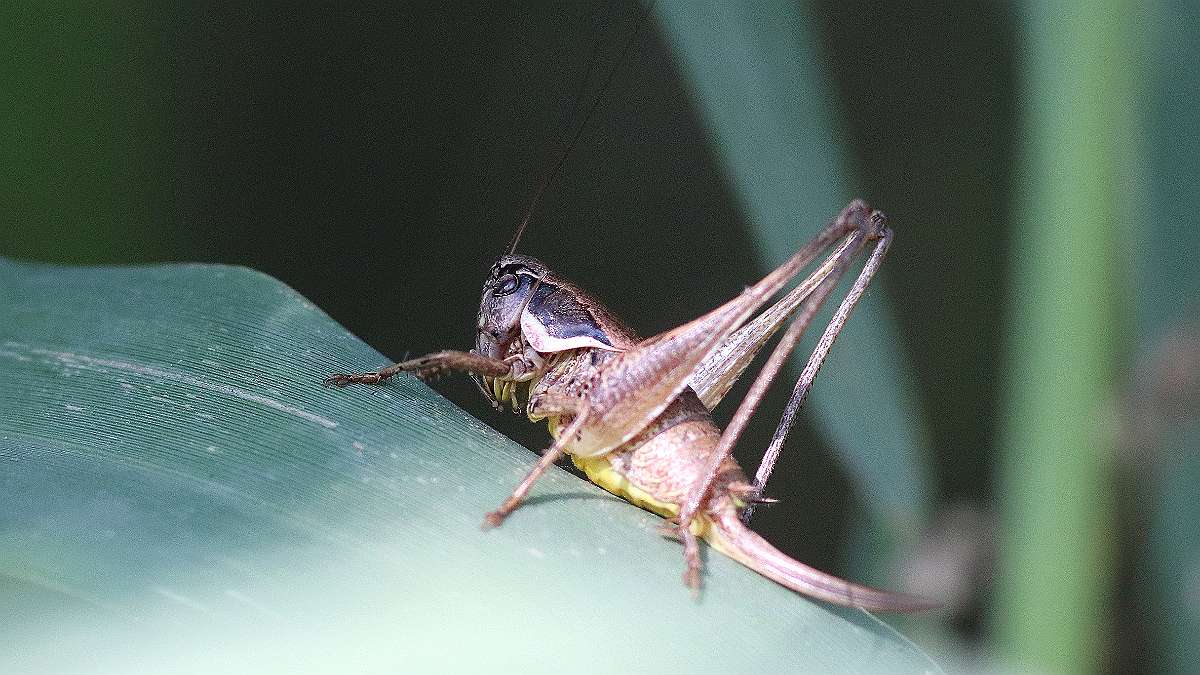 IMG_9842a