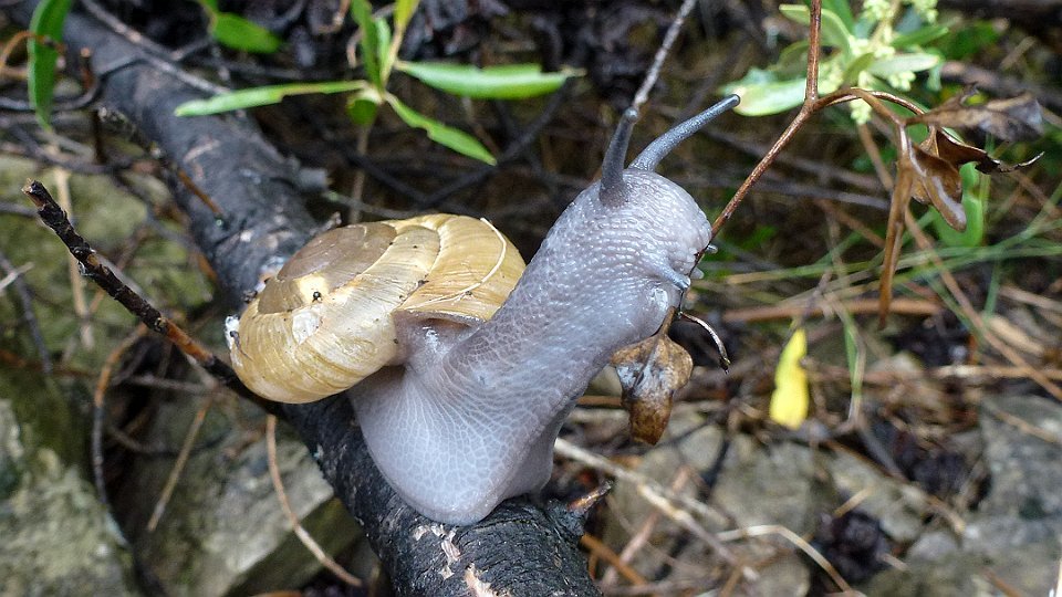 Escargot