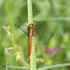 IMG_0269a