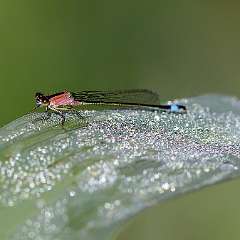 IMG_6236a