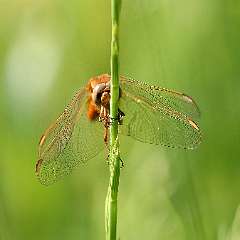 IMG_6244a