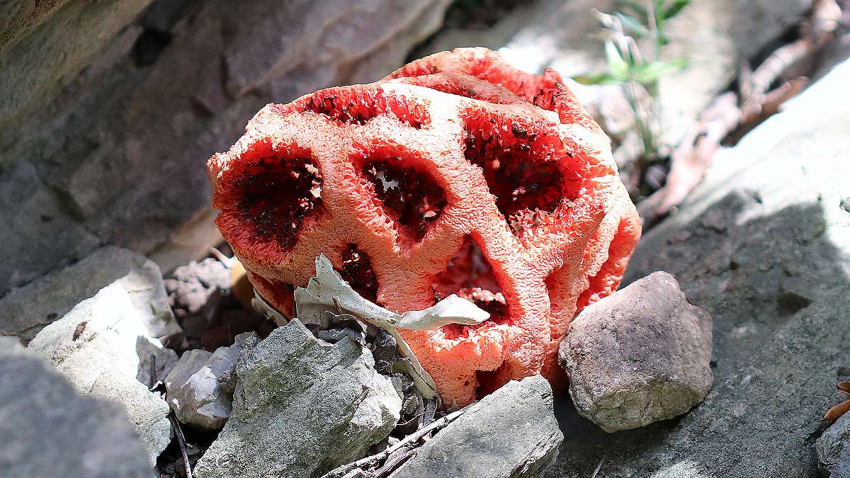 IMG_8270 Clathrus ruber