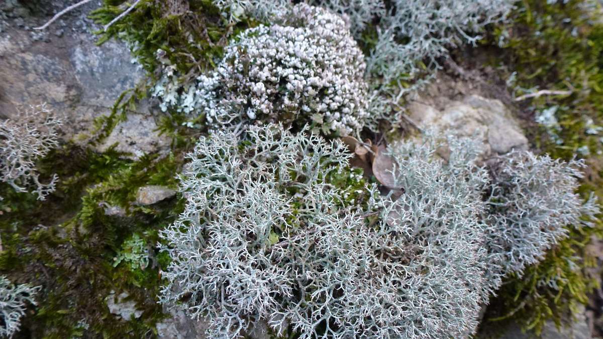 Lichen 1