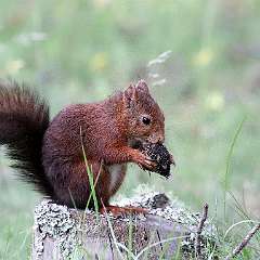 IMG_0788a