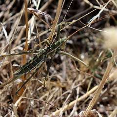 IMG_0232a