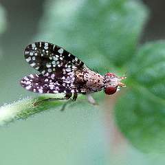 IMG_0197a