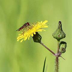 IMG_0278a