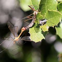 IMG_9662a