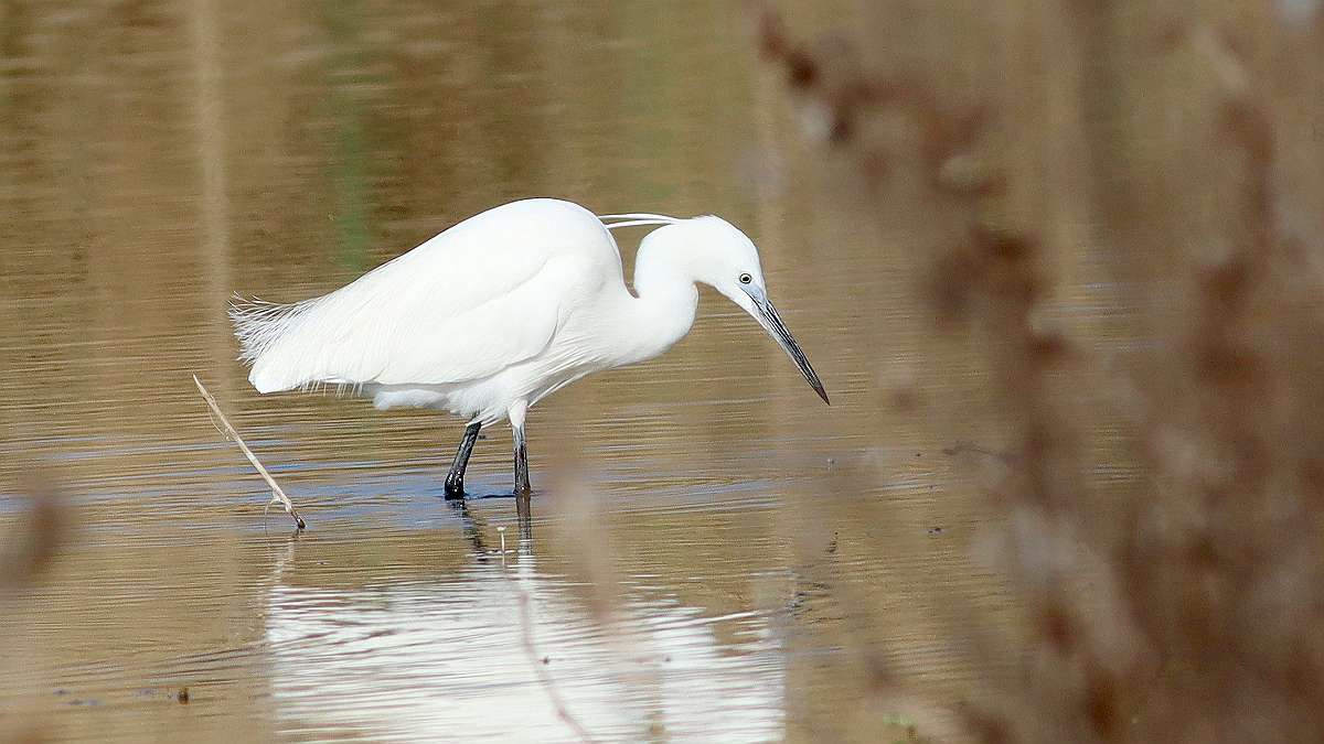 AIGRETTE