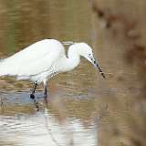 AIGRETTE