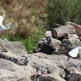 Aigrette garzette et grande aigrette