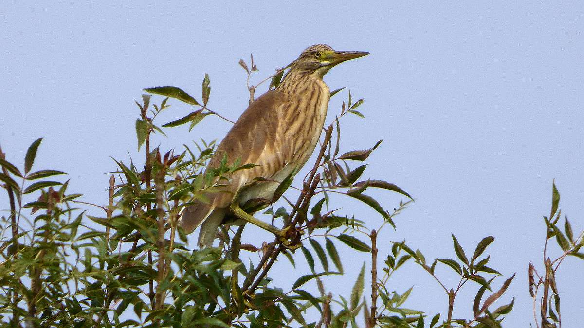 HERON CRABIER CHEVELU