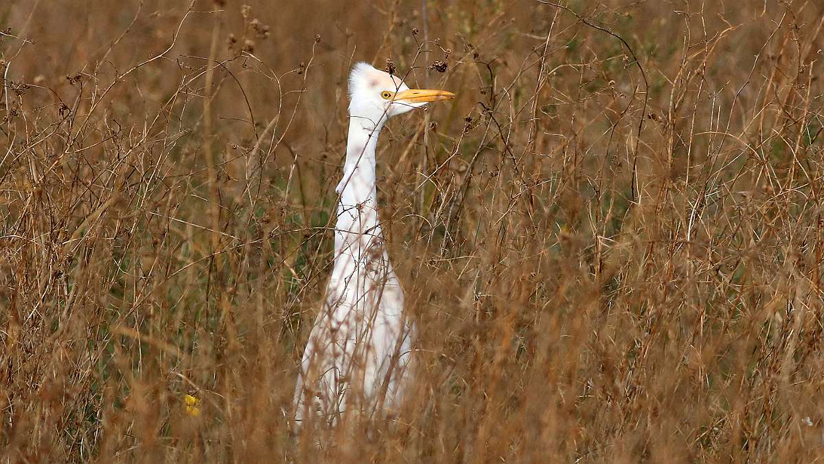 HERON GARDE BOEUF