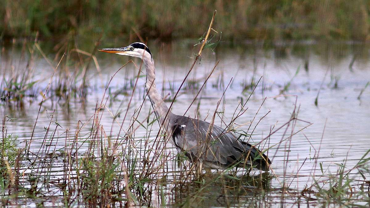 HERON CENDRE