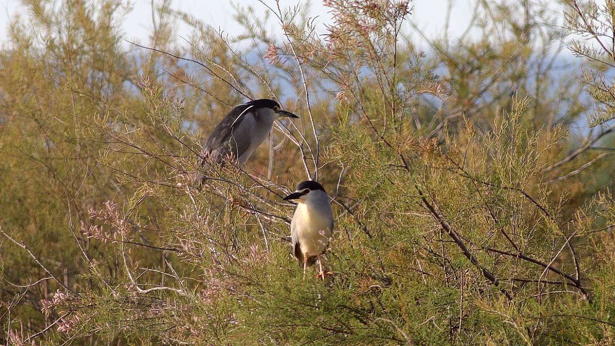 HERON BIHOREAU