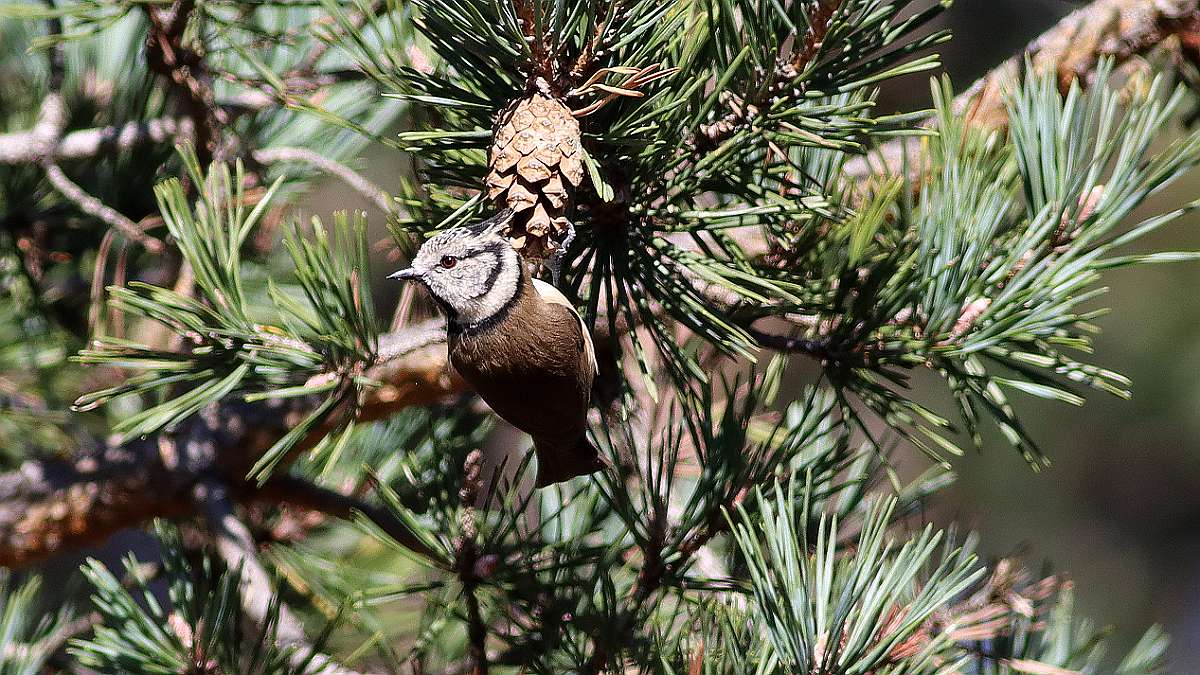 Mésange huppée