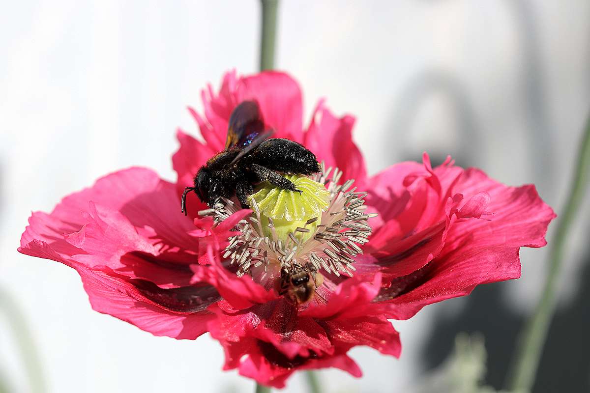 IMG_0680a
