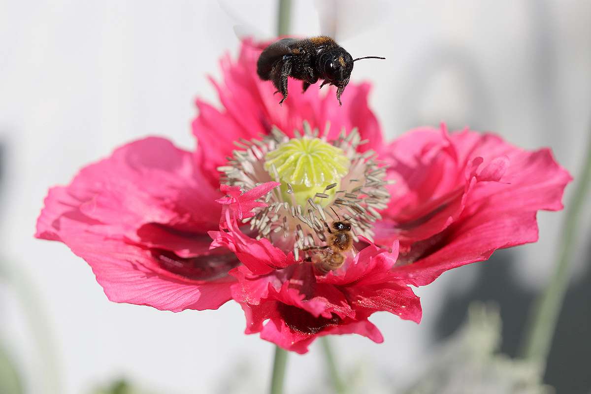 IMG_0681a