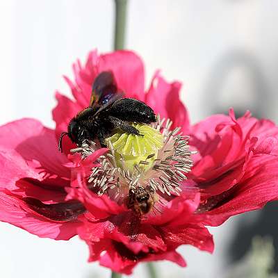 IMG_0680a