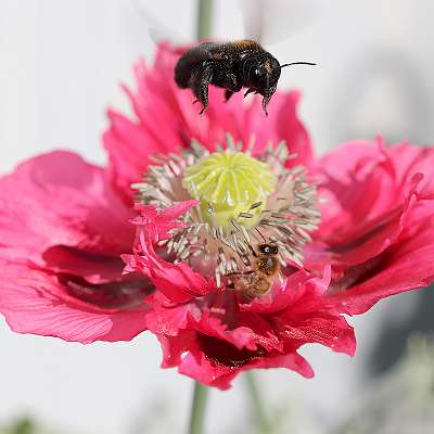 IMG_0681a