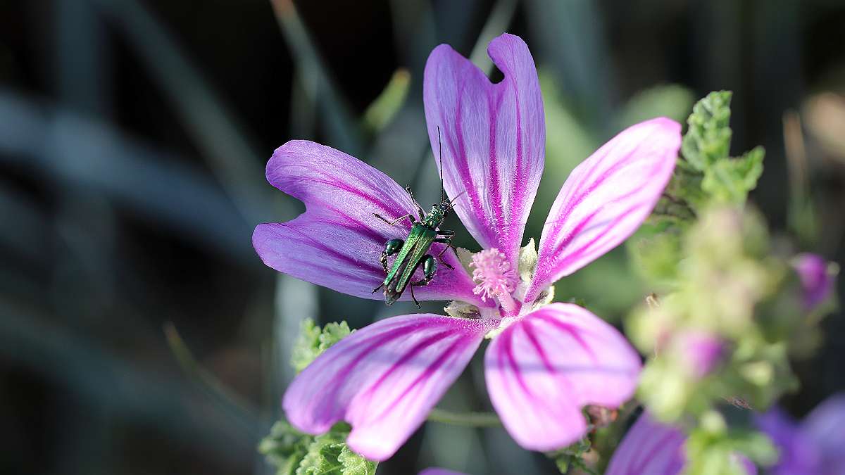 IMG_0734a