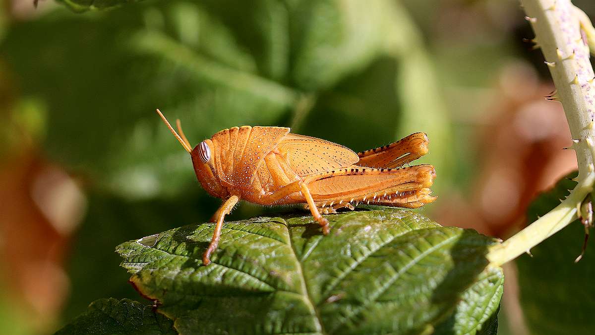 Nymphe du Criquet égyptien couleur orange