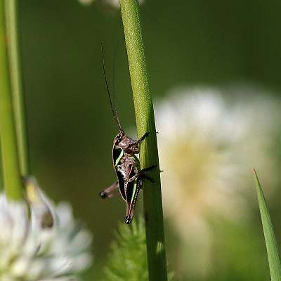 IMG_0732a