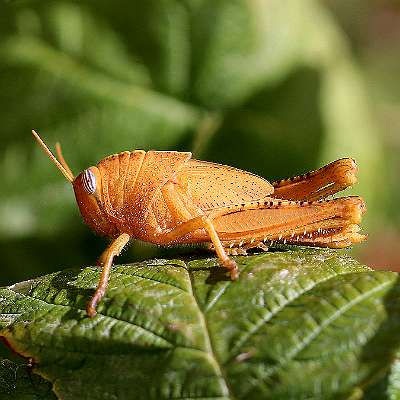 Nymphe du Criquet égyptien couleur orange