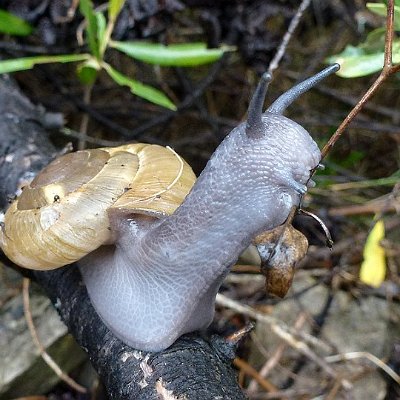 Escargot