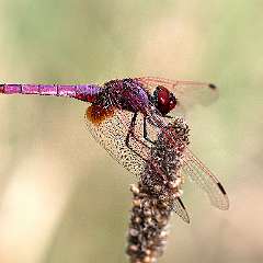 IMG_0400a