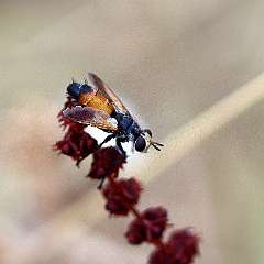 IMG_0223a