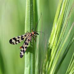 IMG_0483a