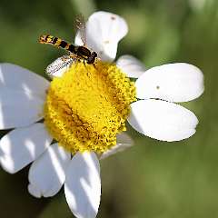 IMG_9844a