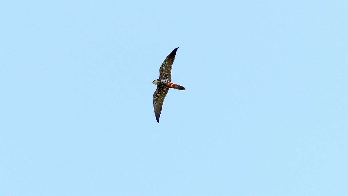 IMG_1701a