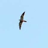 IMG_1701a