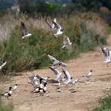 IMG_1851a