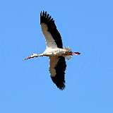 IMG_1223a