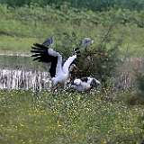 Flamans rose Cigognes