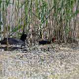 IMG_0223a