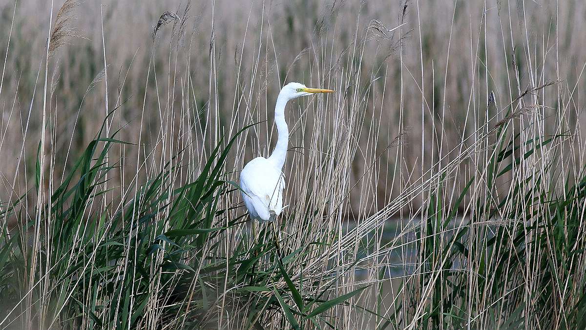 IMG_0347a