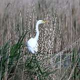 IMG_0347a