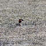 IMG_0229a