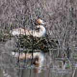 IMG_0332a