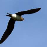 Oiseaux des étangs