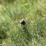 IMG_9922a