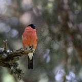 IMG_0831a